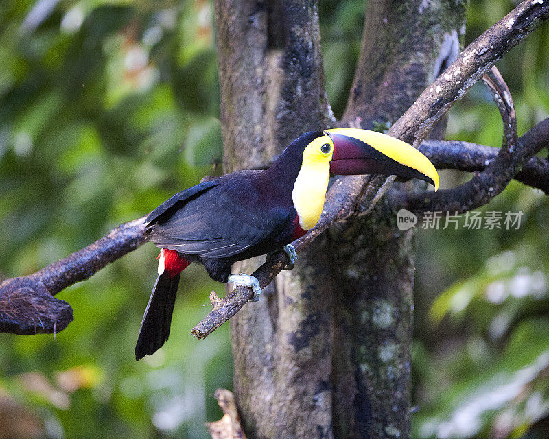 黄喉巨嘴鸟站在折断的树枝上，La Selva，哥斯达黎加